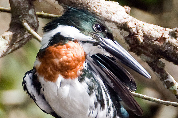 Amazon Kingfisher (Chloroceryle amazona) male