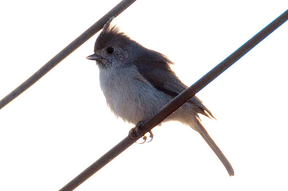 Oak Titmouse (Baeolophus inornatus)