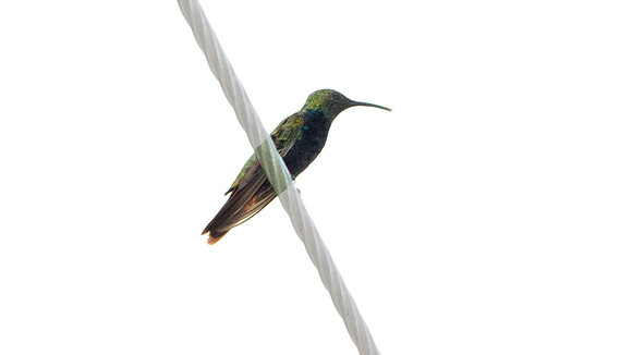 Antillean Mango (Anthracothorax dominicus)