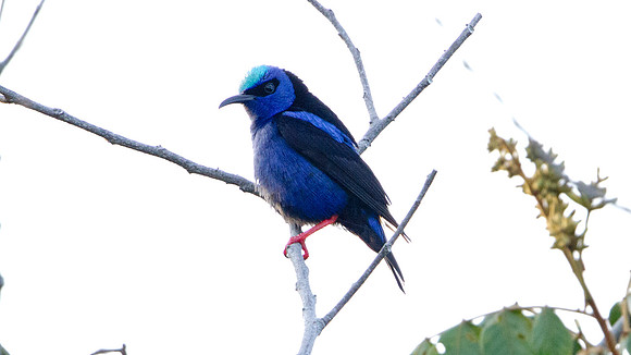 Red-legged Honeycreeper (Cyanerpes cyaneus) Male