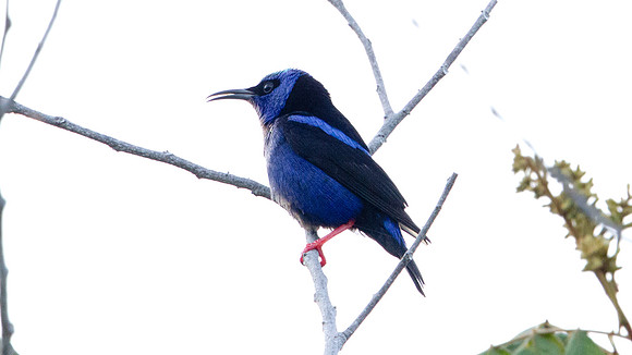 Red-legged Honeycreeper (Cyanerpes cyaneus) Male