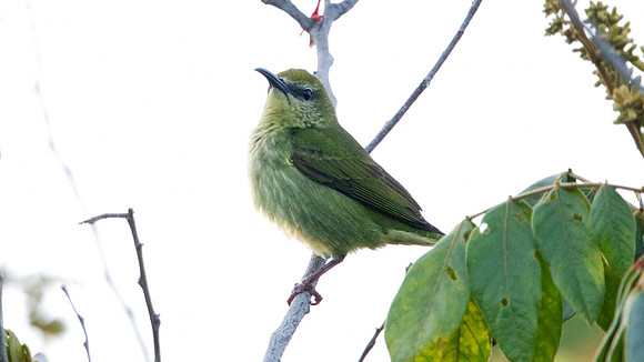 Red-legged Honeycreeper (Cyanerpes cyaneus) Female
