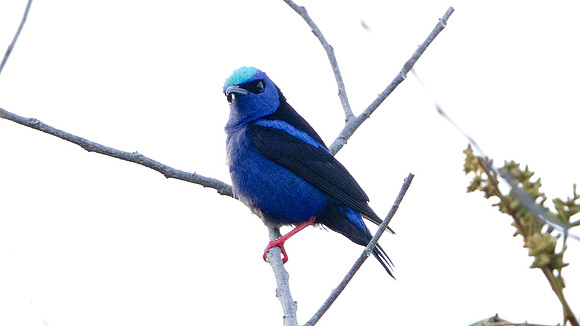 Red-legged Honeycreeper (Cyanerpes cyaneus) Male