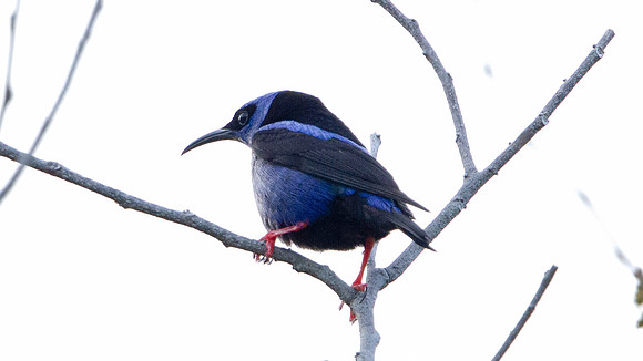 Red-legged Honeycreeper (Cyanerpes cyaneus) Male