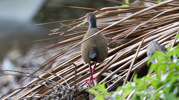 Grey-necked Wood Rail (Aramides cajaneus)