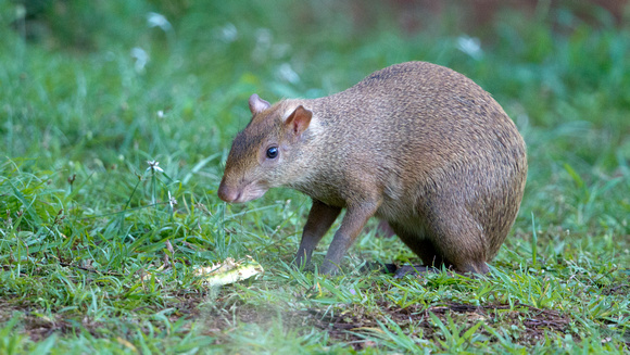 Coiban agouti (Dasyprocta coibae); Endemic