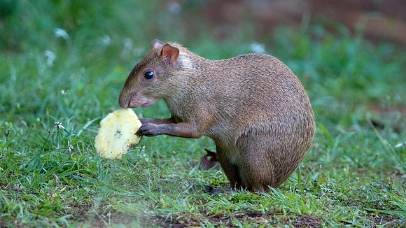 Coiban agouti (Dasyprocta coibae); Endemic