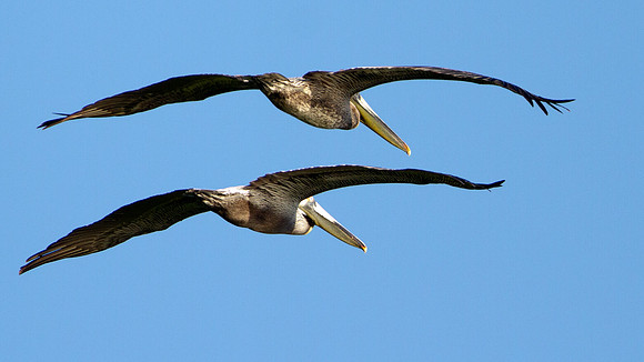 Brown Pelican (Pelecanus occidentalis)