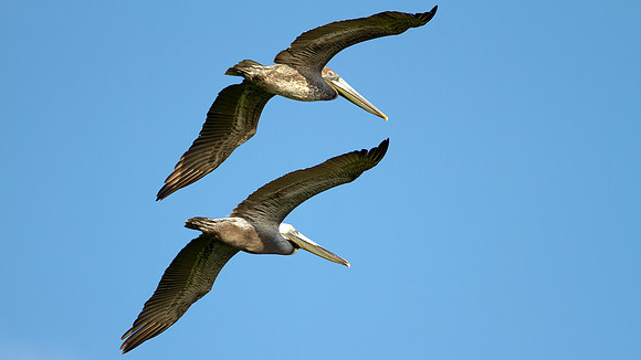 Brown Pelican (Pelecanus occidentalis)