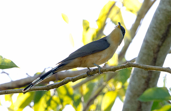 Mangrove Cuckoo (Coccyzus minor)