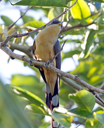 Mangrove Cuckoo (Coccyzus minor)