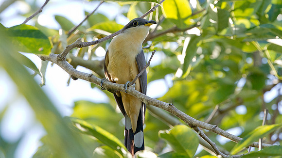 Mangrove Cuckoo (Coccyzus minor)