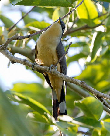 Mangrove Cuckoo (Coccyzus minor)