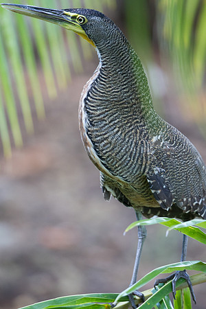 Bare-throated Tiger Heron (Tigrisoma mexicanum)
