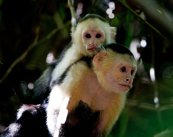 White-Headed Capuchin (Cebus capucinus)