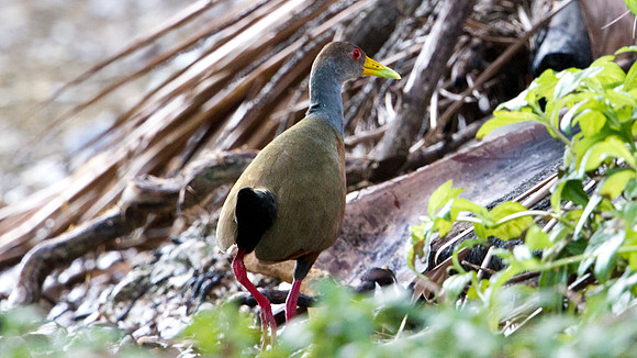 Grey-necked Wood Rail (Aramides cajaneus)