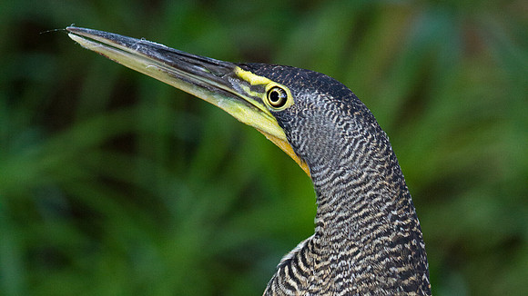 Bare-throated Tiger Heron (Tigrisoma mexicanum)