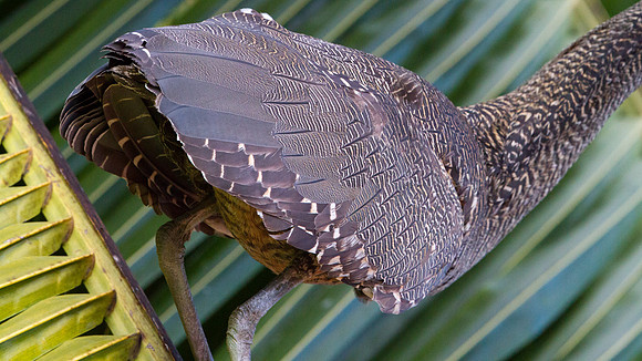 Bare-throated Tiger Heron (Tigrisoma mexicanum)