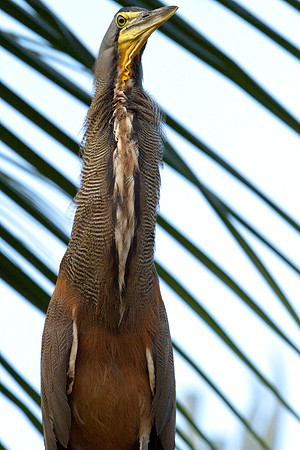Bare-throated Tiger Heron (Tigrisoma mexicanum)
