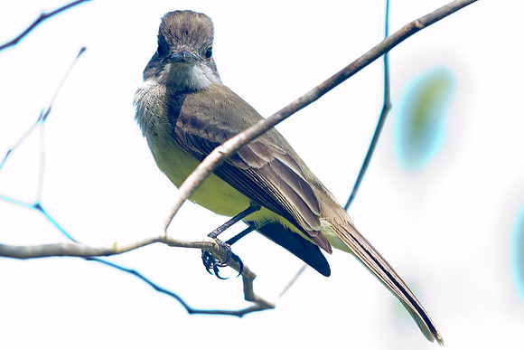 Panama Flycatcher (Myiarchus panamensis)