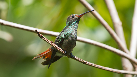 Rufous-tailed Hummingbird (Amazilia tzacatl)