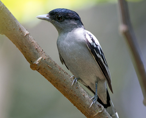 White-winged Becard (Pachyramphus polychopterus) Male