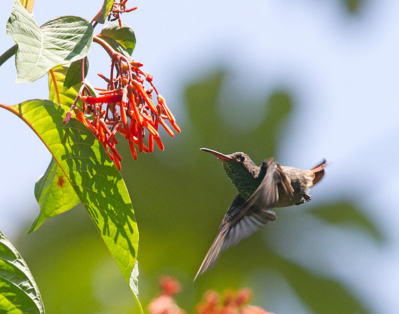 Rufous-tailed Hummingbird (Amazilia tzacatl)