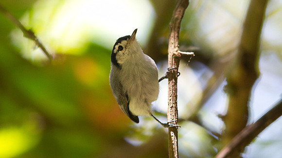 Tropical Gnatcatcher (Polioptila plumbea cinericia); Male; Endemic