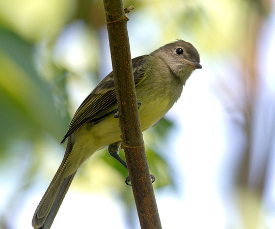 Northern Scrub-Flycatcher (Sublegatus arenarum)
