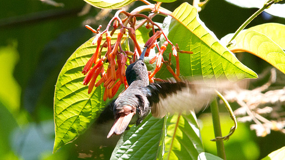 Rufous-tailed Hummingbird (Amazilia tzacatl)