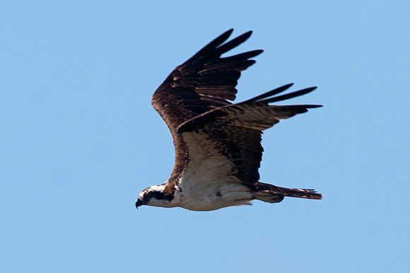 Western Osprey (Pandion haliaetus)
