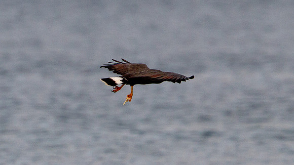 Common Black Hawk (Buteogallus anthracinus)