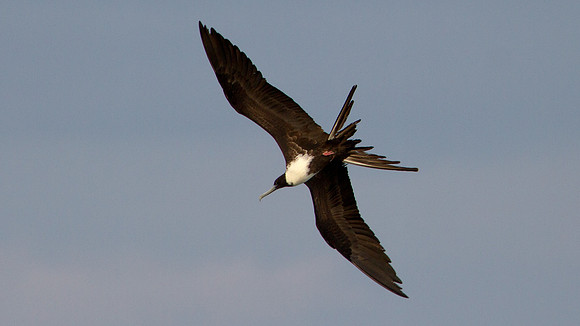 Magnificent Frigatebird (Fregata magnificens)