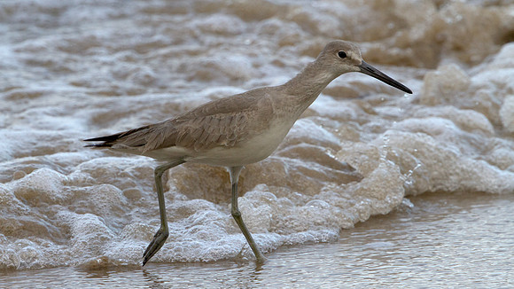 Willet (Tringa semipalmata)
