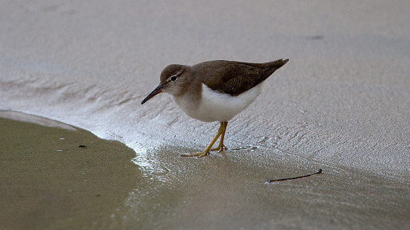 Spotted Sandpiper (Actitis macularius)