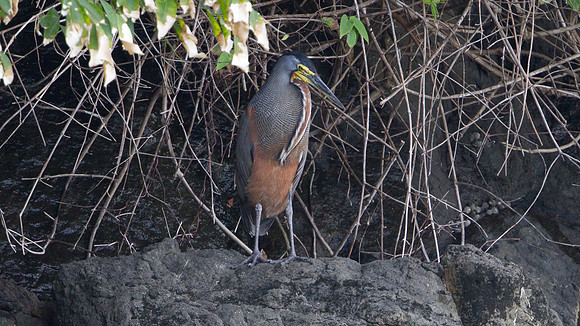 Bare-throated Tiger Heron (Tigrisoma mexicanum)