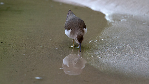 Spotted Sandpiper (Actitis macularius)