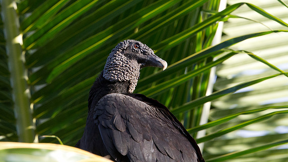 Black Vulture (Coragyps atratus)
