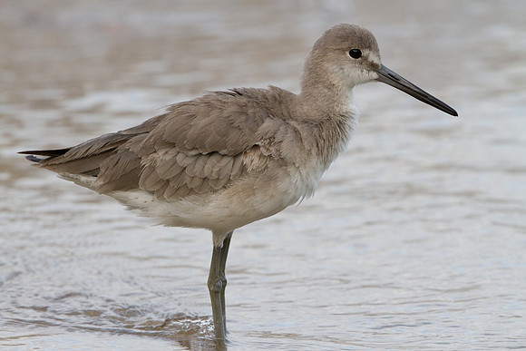 Willet (Tringa semipalmata)