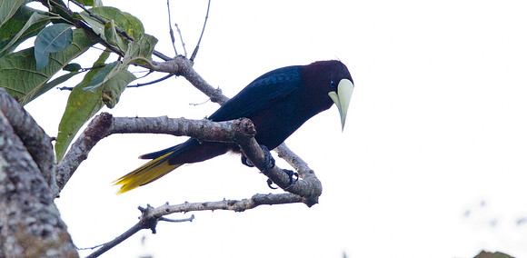 Crested Oropendola (Psarocolius decumanus)