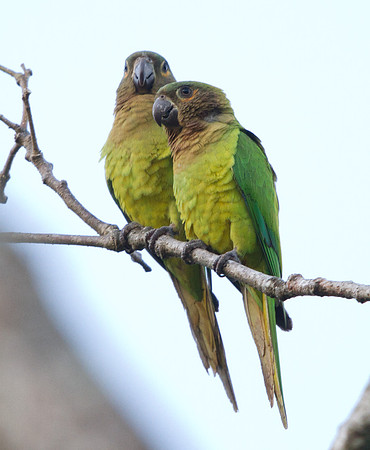 Brown-throated Parakeet (Aratinga pertinax)