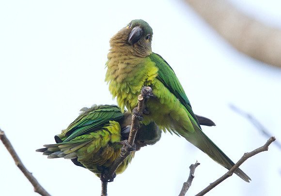 Brown-throated Parakeet (Aratinga pertinax)