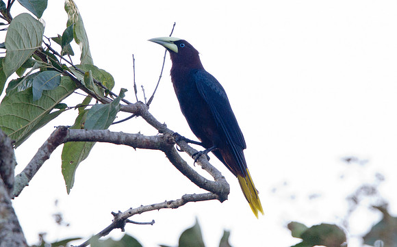 Crested Oropendola (Psarocolius decumanus)