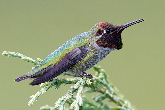 Anna's Hummingbird (Calypte anna)