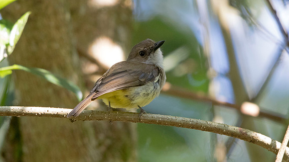 Sulphur-vented whistler (Pachycephala sulfuriventer)