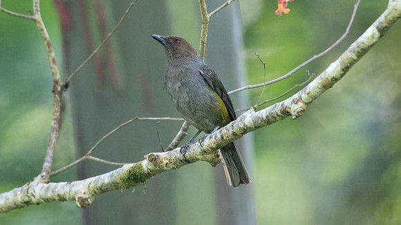 Hylocitrea (Hylocitrea bonensis) Male