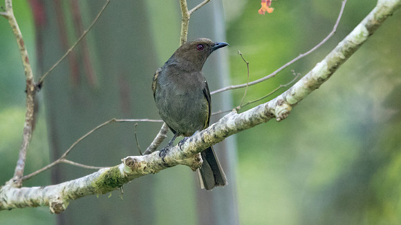 Hylocitrea (Hylocitrea bonensis) Male