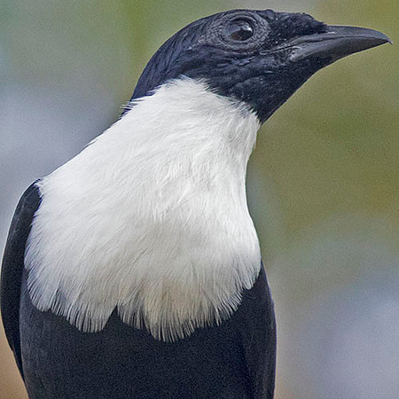 White-necked myna (Streptocitta albicollis)