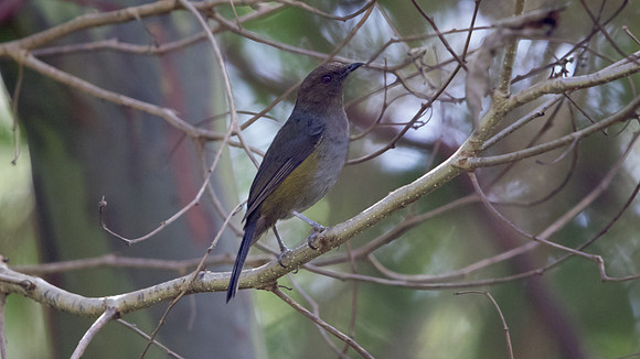 Hylocitrea (Hylocitrea bonensis) Male