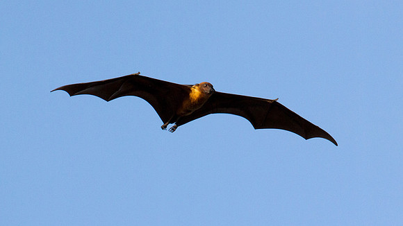 Maldives Fruit Bat (Pteropus hypomelanus maris or Pteropus giganteus ariel)
